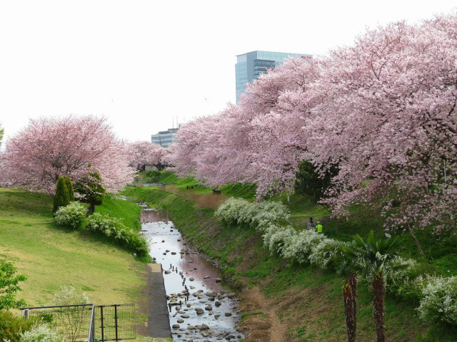 県立相模三川公園【海老名市】